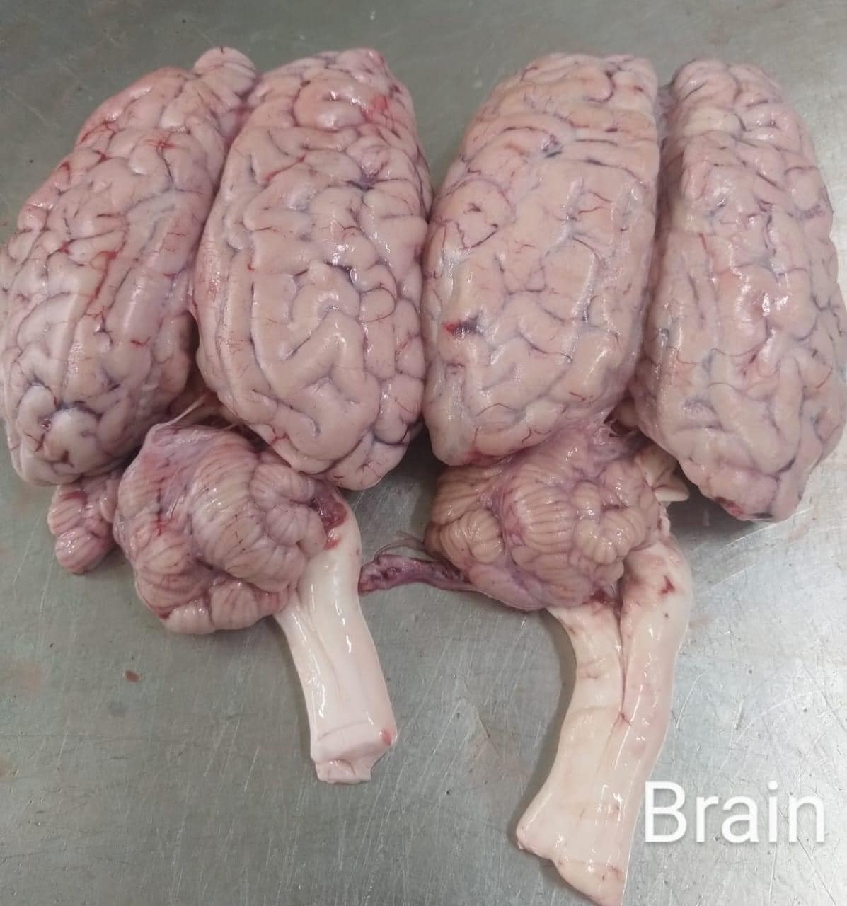 Buffalo Brain
